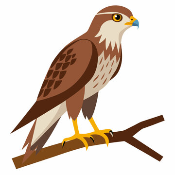 recommend clip art: Ferruginous hawk perching on a branch vector illustration on white background