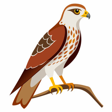 recommend clip art: Ferruginous hawk perching on a branch vector illustration on white background
