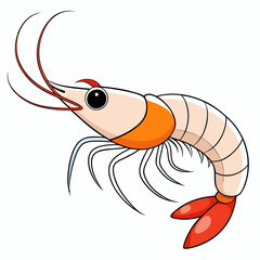 Pacific White Shrimp art vector