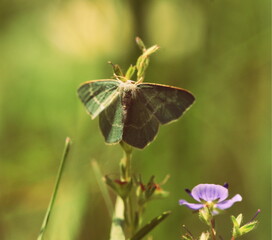 Moth in sun light, early in the morning