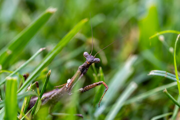 mantis in the grass