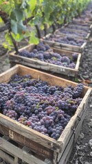 A crate full of grapes is sitting on the ground