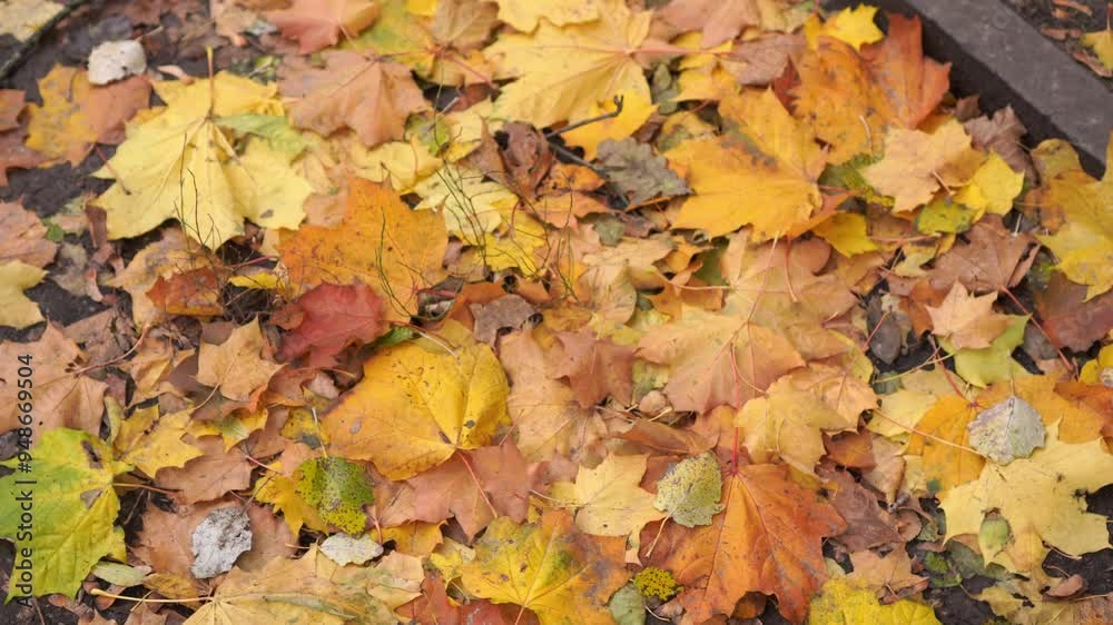 Poster yellow and orange fallen maple leaves lie on the ground like a carpet in autumn in a nature park bef