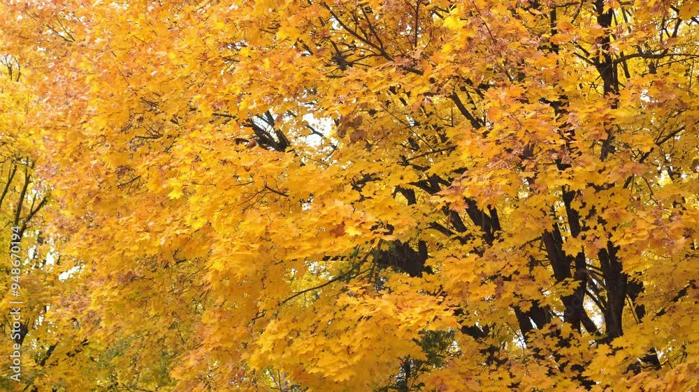 Poster yellow leaves on the branches of maple tree crowns on the background of the autumn sky in the park i