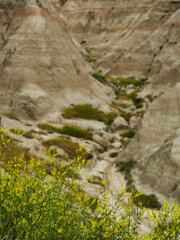 Colorful yellow flowers grow along a deep ravine in Baelands National Park in South Dakota