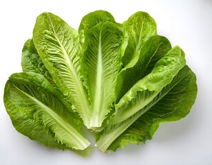 Obraz premium An isolated image of crisp romaine lettuce leaves, fanned out on a white background