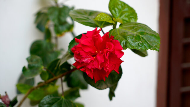 the red gudhal 