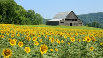 A scenic view of a sunflower field with a rustic barn in the background, blending the natural beauty of the flowers with a charming countryside setting.