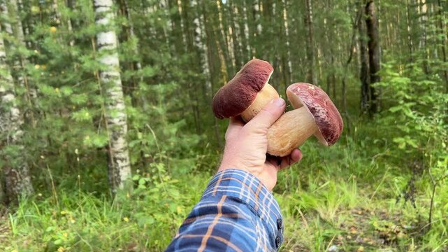 boletus in an outstretched hand, strong beautiful porcini mushrooms. slow motion. edible mushrooms.