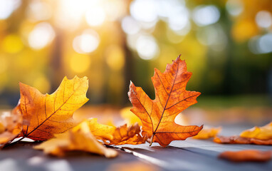 Vibrant autumn leaves scattered on the ground, illuminated by soft sunlight, creating a serene and warm seasonal atmosphere.