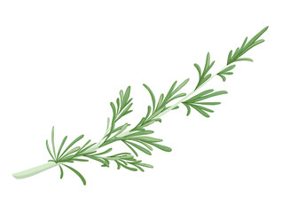 Rosemary branch. Hand drawn vector herb illustration isolated on white background. Rosemary twig for print design, beauty products, culinary, aromatherapy. Mediterranean herb.