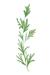 Rosemary branch. Hand drawn vector herb illustration isolated on white background. Rosemary twig for print design, beauty products, culinary, aromatherapy. Mediterranean herb.