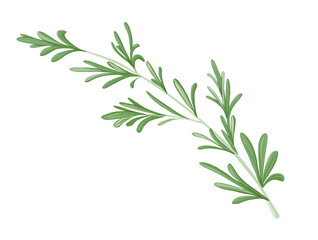Rosemary branch. Hand drawn vector herb illustration isolated on white background. Rosemary twig for print design, beauty products, culinary, aromatherapy. Mediterranean herb.