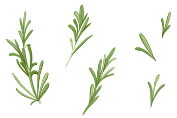 Rosemary set. Hand drawn vector herb illustration isolated on white background. Rosemary leaf for print design, beauty products, culinary, aromatherapy. Mediterranean herb.