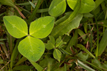 Close up of a three leaf clover  in the grass. The three leaf clover was used. Y St. Patrick to represent the holy trinity of the father, the son, and the Holy Spirit. Background with copy space. 