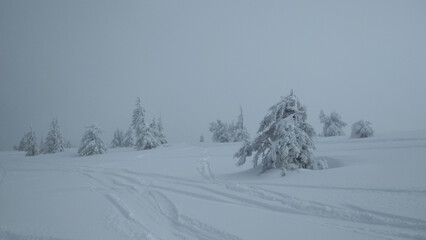 Winter snowfall in Dragobrat, Ukraine. Blizzard. Carpathian mountains. Foggy day. Spruce forest. Snow on a trees. Gloomy weather. Forest landscape. Cold nature.