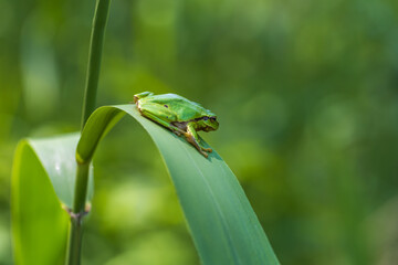 Hyla arborea - Green tree frog on a stalk. The background is green. The photo has a nice bokeh. Wild photo
