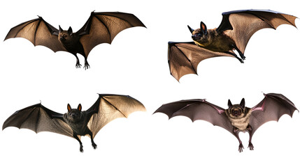 Realistic flying bats isolated on a blank background.
