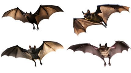 Realistic flying bats isolated on a blank background.
