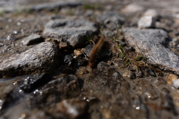 close up of bark of a tree
