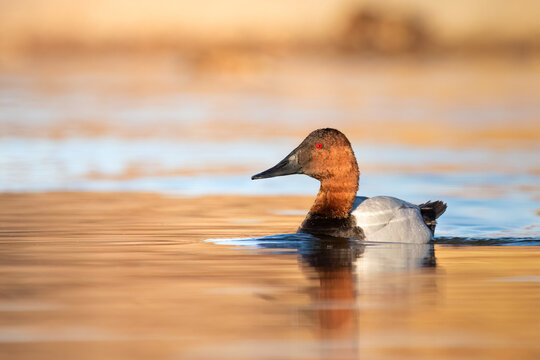Canvasback duck swimming in golden water