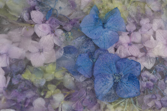 artistic conceptual background with soft colored frozen hydrangea flowers 