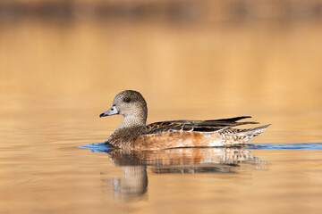 Female American Wigeon swimming on golden water