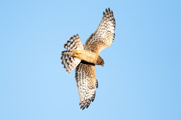 Northern Harrier banking in flight