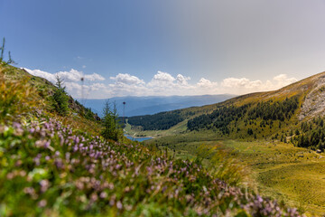 Obraz premium landscape with flowers