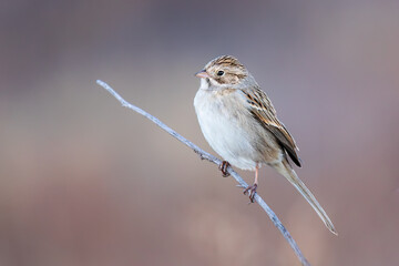 Brewers Sparrow
