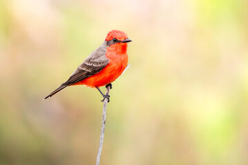 Vermilion Flycatcher