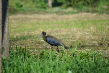blue bird in the grass