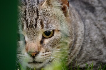 the gray cat is hiding