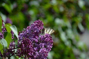 colorful butterfly and purple lilac