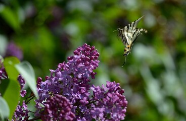 colorful butterfly and purple lilac