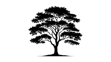 Fototapeta premium Maple tree silhouette vector illustration.