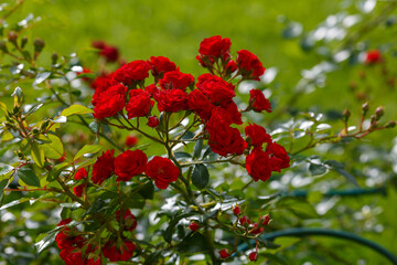 Rosa Scarlet Meidiland Dеcor in bloom in rose garden. Beautiful red roses in garden
