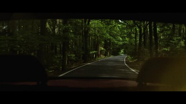 Back face of a vehicle driving in the forest road