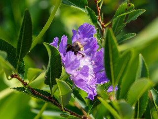  Lomelosia caucasica , or Caucasian scabiosa, is a species of flowering plant in the honeysuckle...