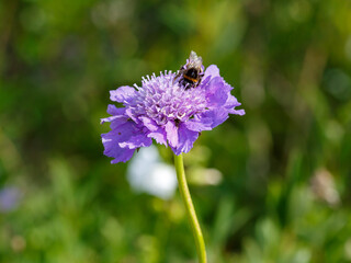  Lomelosia caucasica , or Caucasian scabiosa, is a species of flowering plant in the honeysuckle family ( Caprifoliaceae ). Blue scabiosa close up