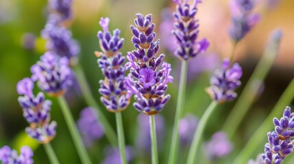 Obraz premium Close-up of a lavender flower, highlighting the tiny purple blooms and the calming green stems in a serene outdoor environment.