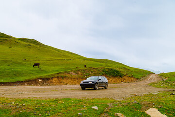 black car on wet dirt road in the mountain hills in front of grazing cows on green pasture at rainy day.