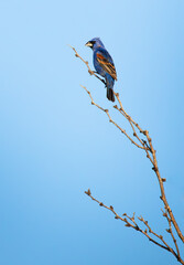 Blue Grosbeak