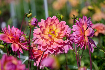 Obraz premium dahlia, Ken's Rarity, beautiful dark and light pink with yellow flower leaves in the sun