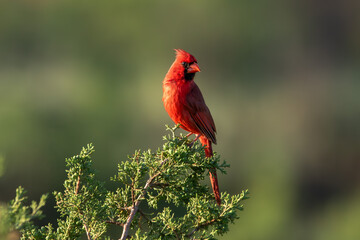 Northern Cardinal