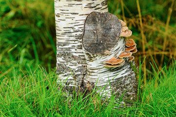 A birch tree showcases a rough cut surface adorned with colorful mushrooms, surrounded by lush greenery in a peaceful natural environment.