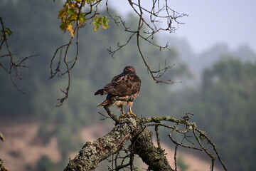 eagle in the tree