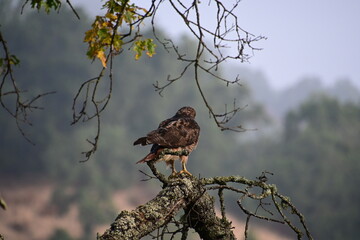 eagle in the tree