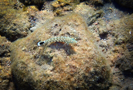 Speckled sandperch (Parapercis hexophtalma) is a member of the Pinguipedidae family. It inhabits sandy areas and rubble between reefs in the Red Sea. End of its tail has a prominent black mark. 

