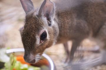 The Chacoan mara eats vegetables in close-up. A hare-like herbivorous rodent. An aviary for an animal in a contact zoo. With space to copy. High quality photo